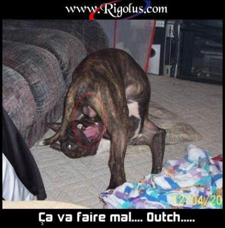chiens