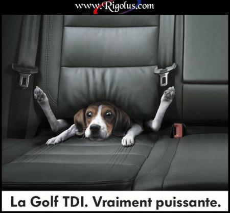chien